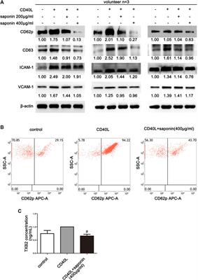 <mark class="highlighted">Allium</mark> macrostemon Saponin Inhibits Activation of Platelet via the CD40 Signaling Pathway